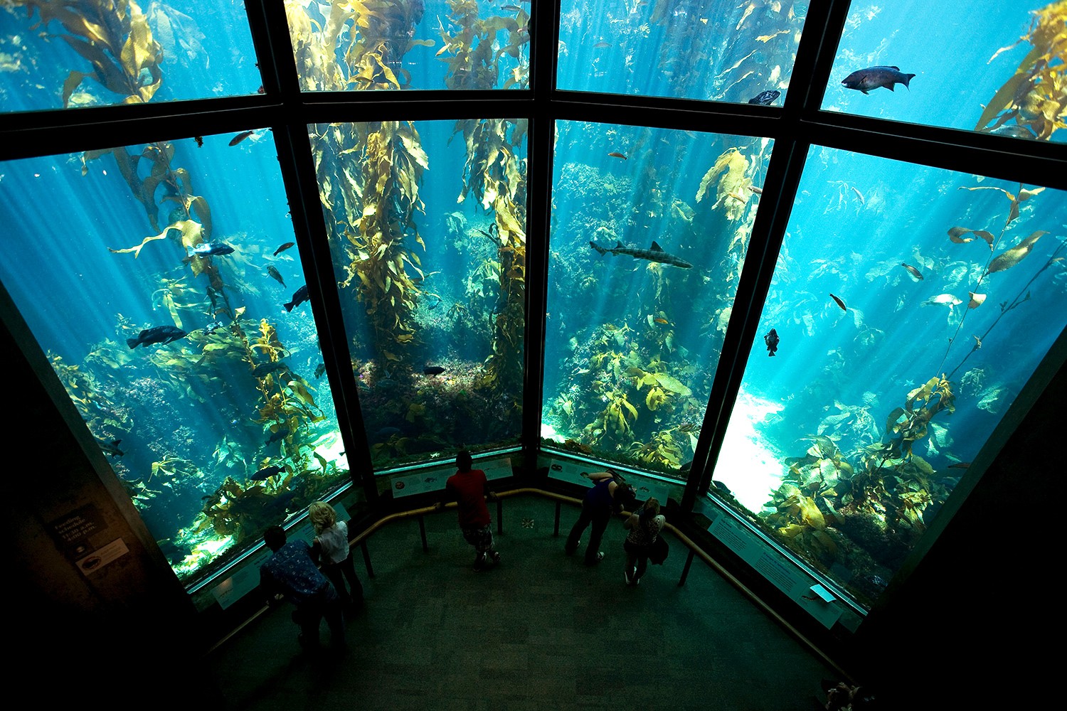 Top 8 Aquariums in the USA: Premier Destinations for Marine Wonders and Wellness