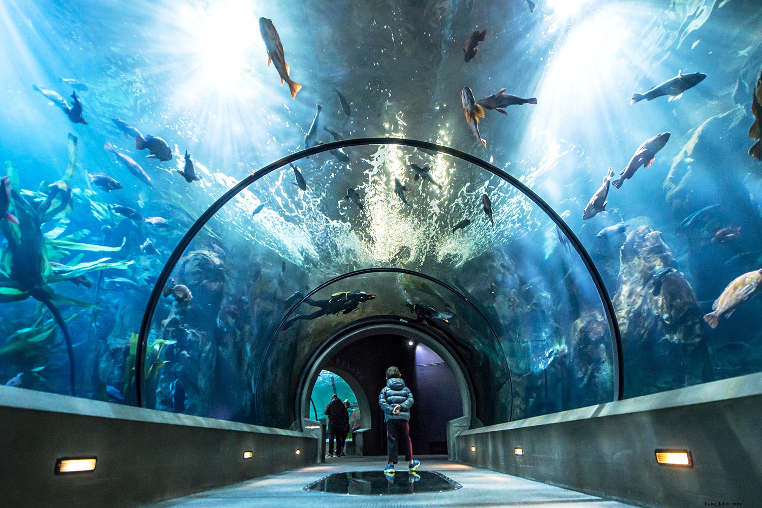 Top 8 Aquariums in the USA: Premier Destinations for Marine Wonders and Wellness