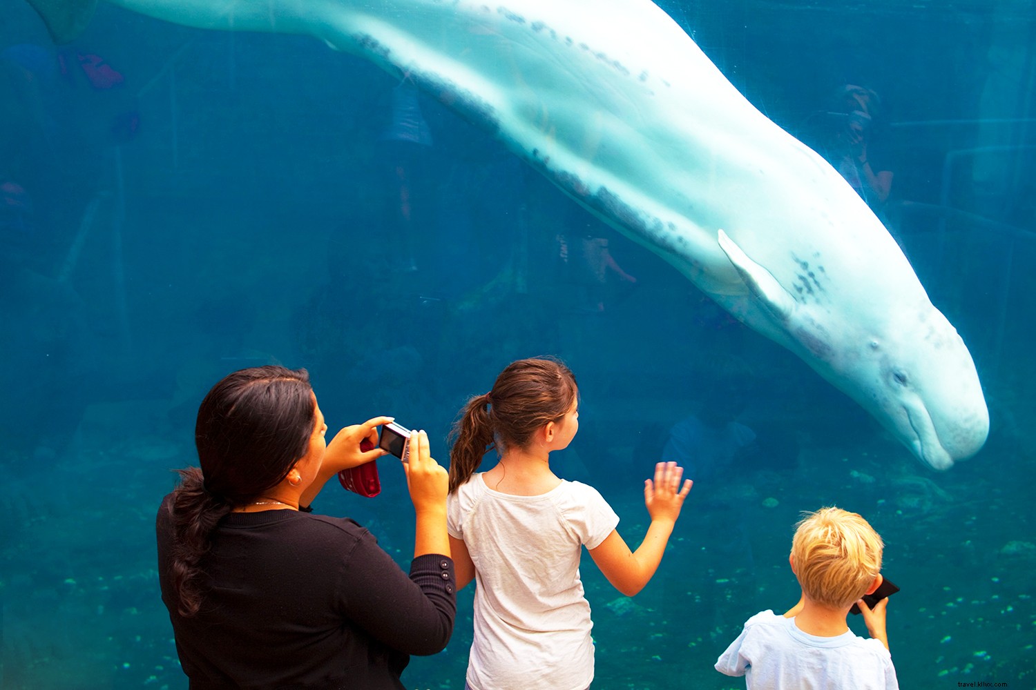 Top 8 Aquariums in the USA: Premier Destinations for Marine Wonders and Wellness