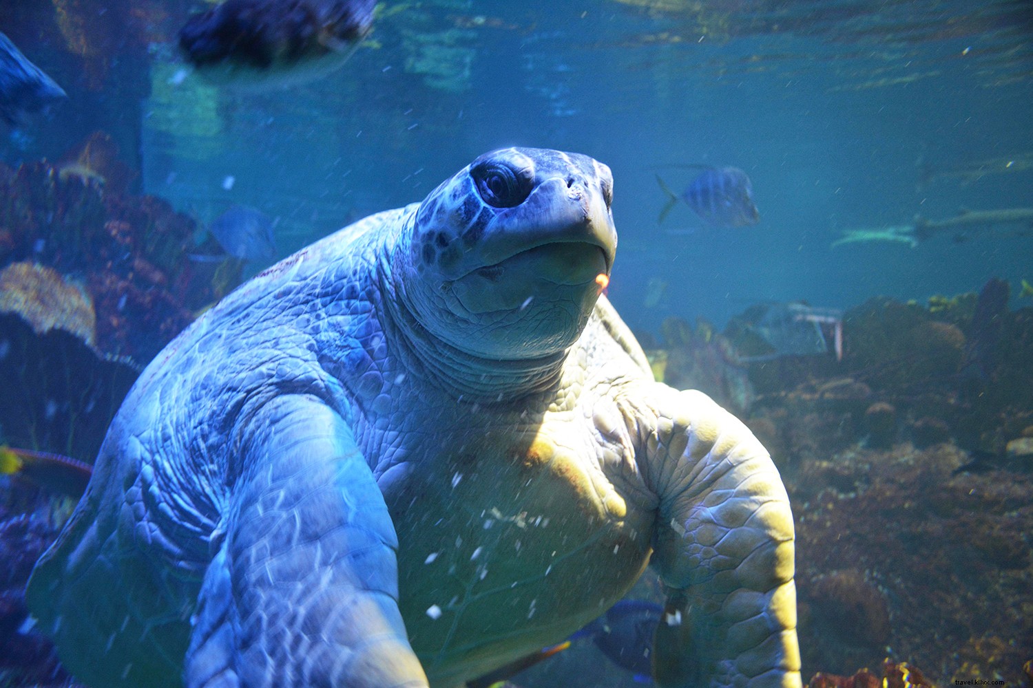 Top 8 Aquariums in the USA: Premier Destinations for Marine Wonders and Wellness