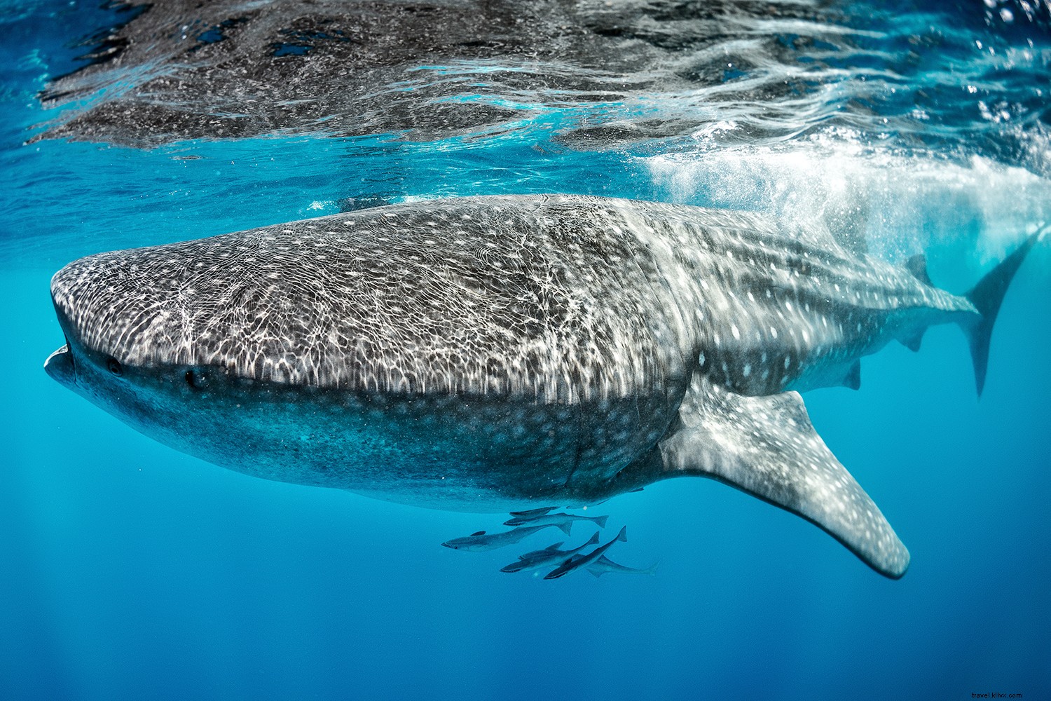 6 Best Places to Visit in July: Wildlife Adventures, Festivals, and Cultural Gems