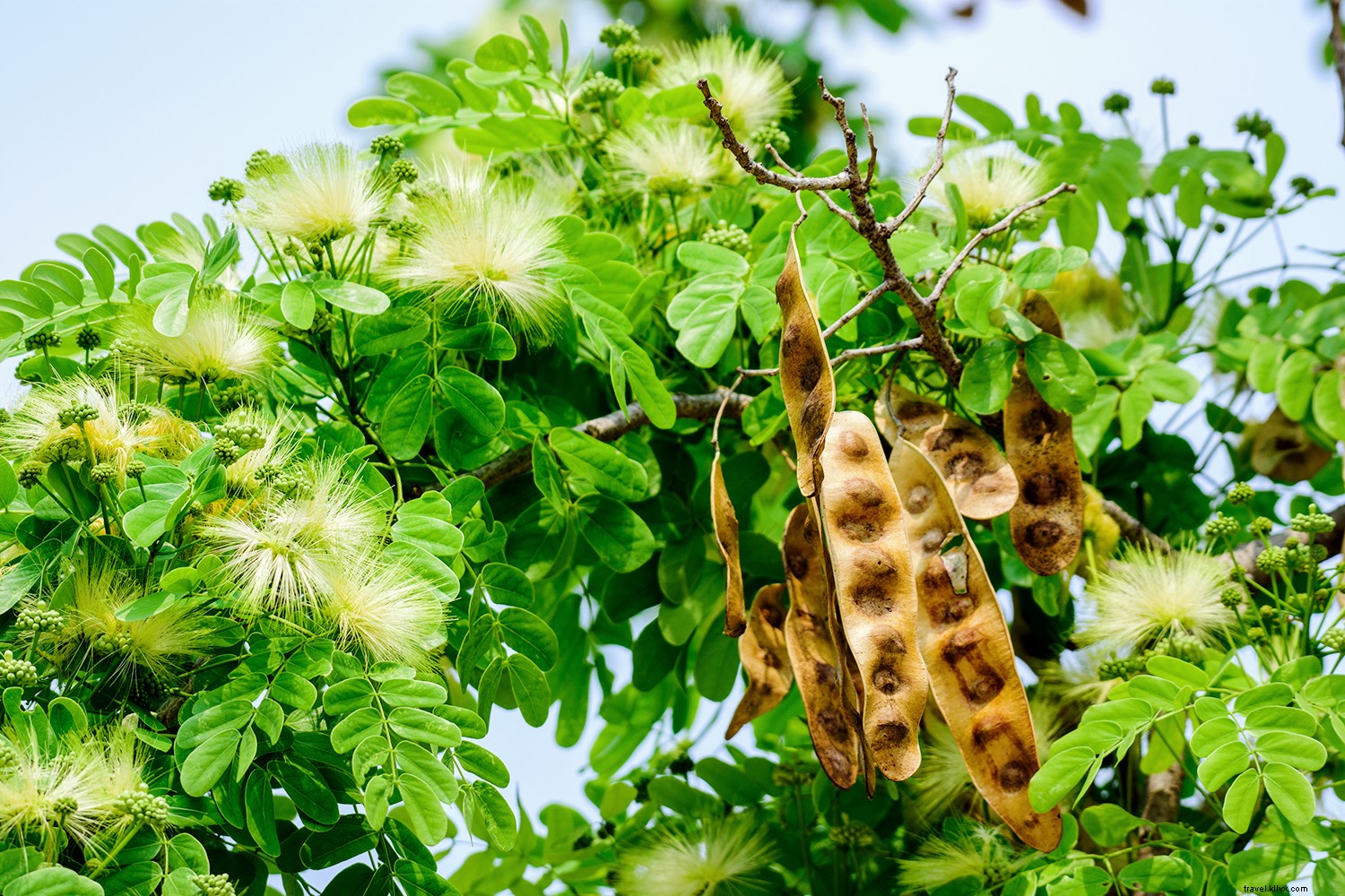 Discover the Caribbean s Hidden Local Gems: Martha Stewart & MSC Cruises Excursions