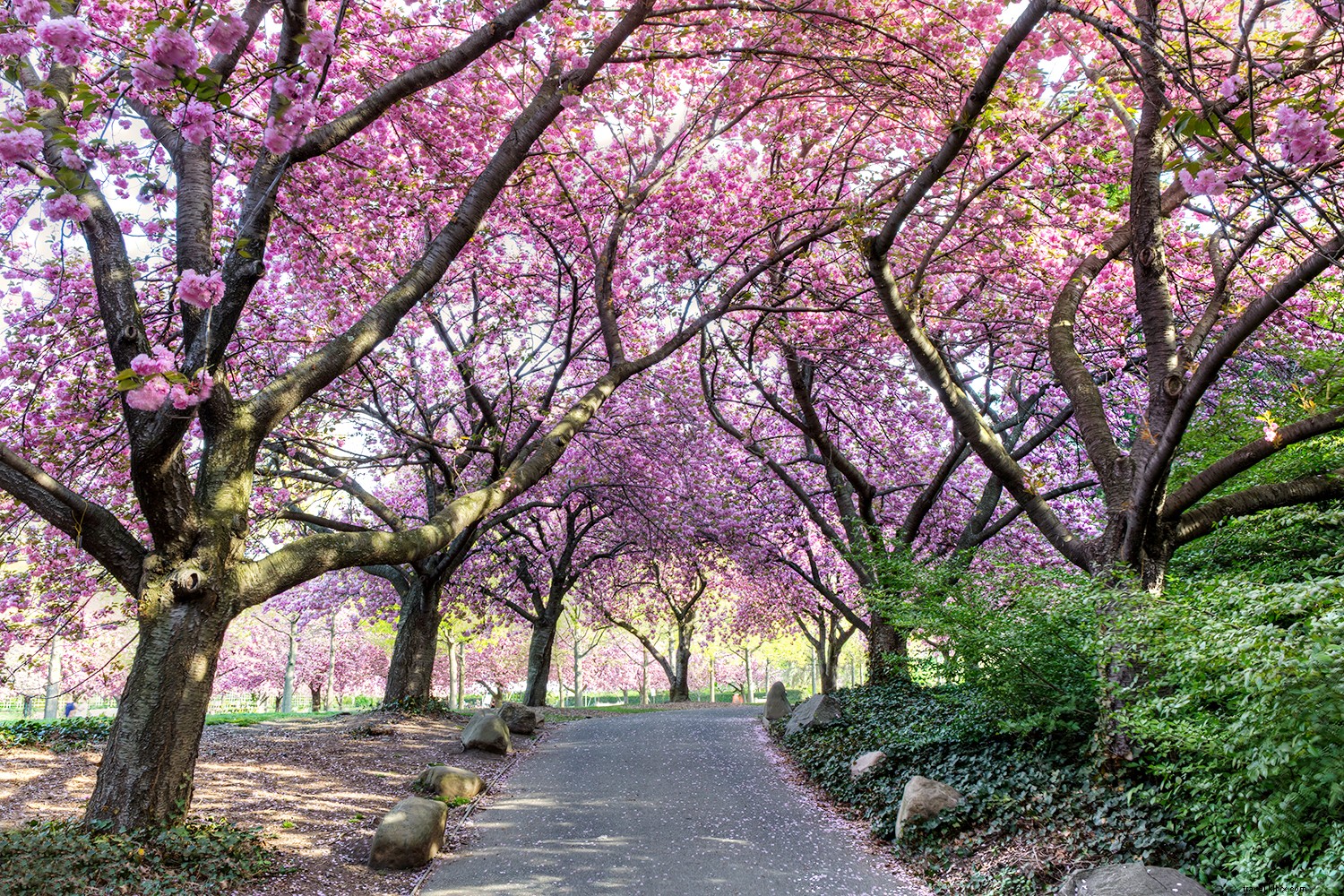 10 Best Places to See Cherry Blossoms Around the World