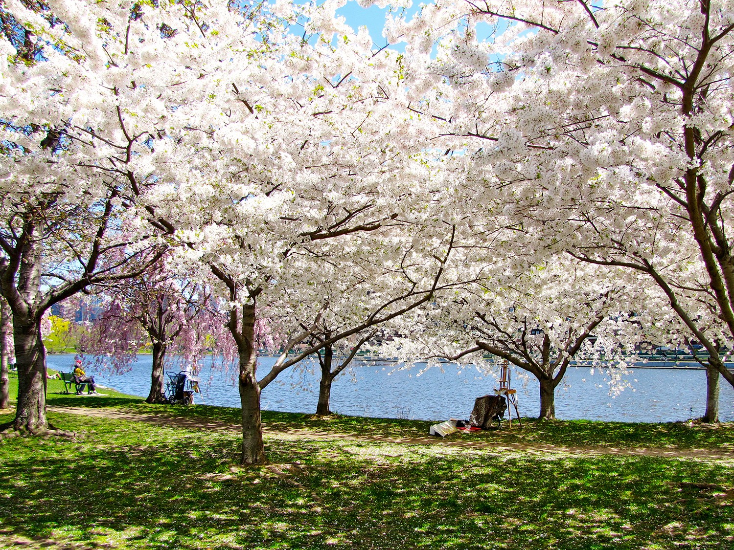 10 Best Places to See Cherry Blossoms Around the World