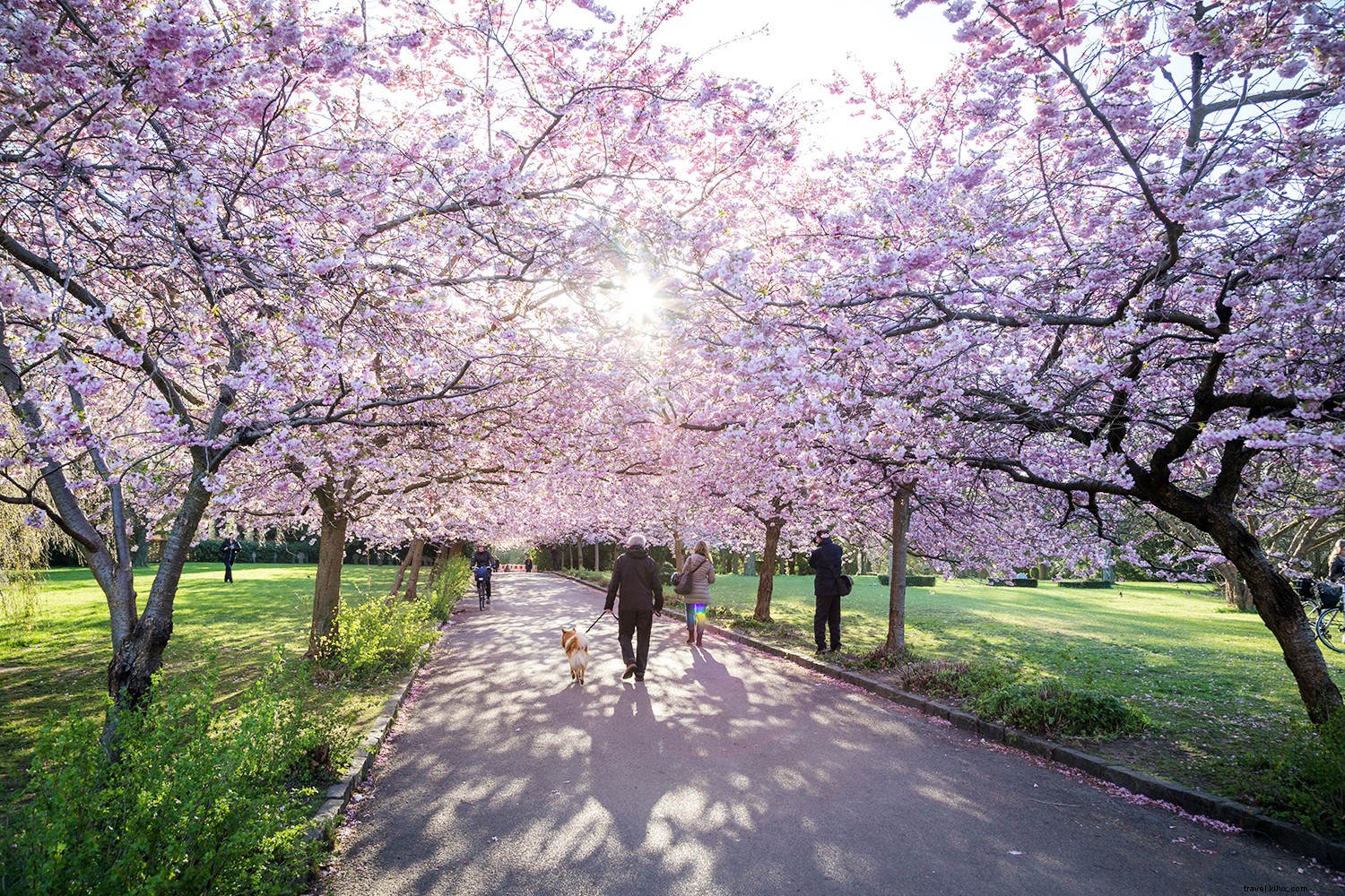 10 Best Places to See Cherry Blossoms Around the World
