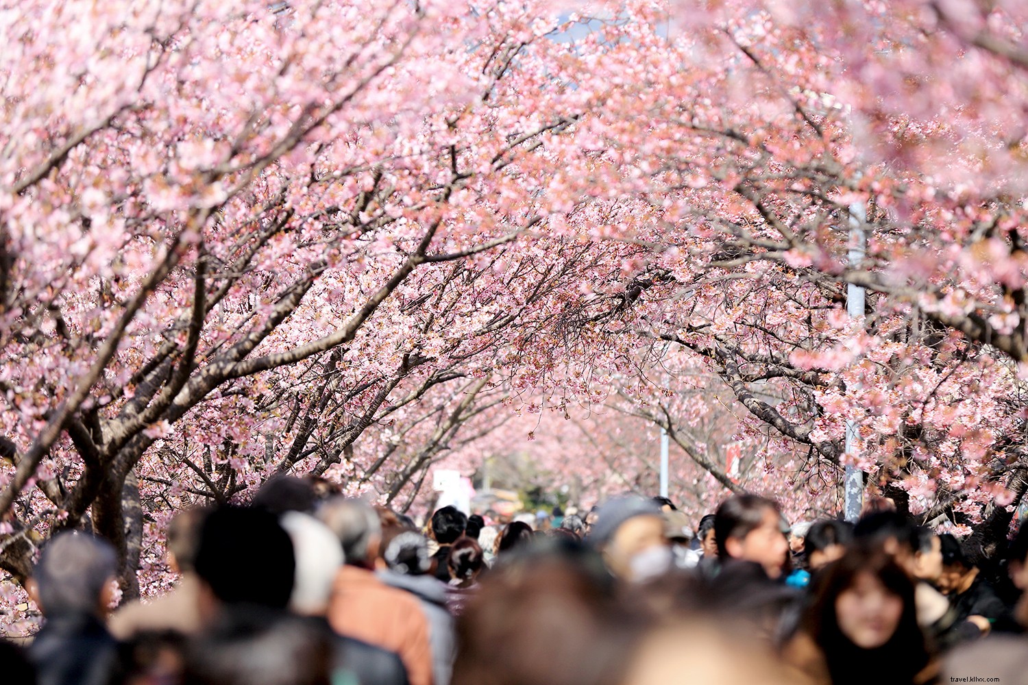 10 Best Places to See Cherry Blossoms Around the World