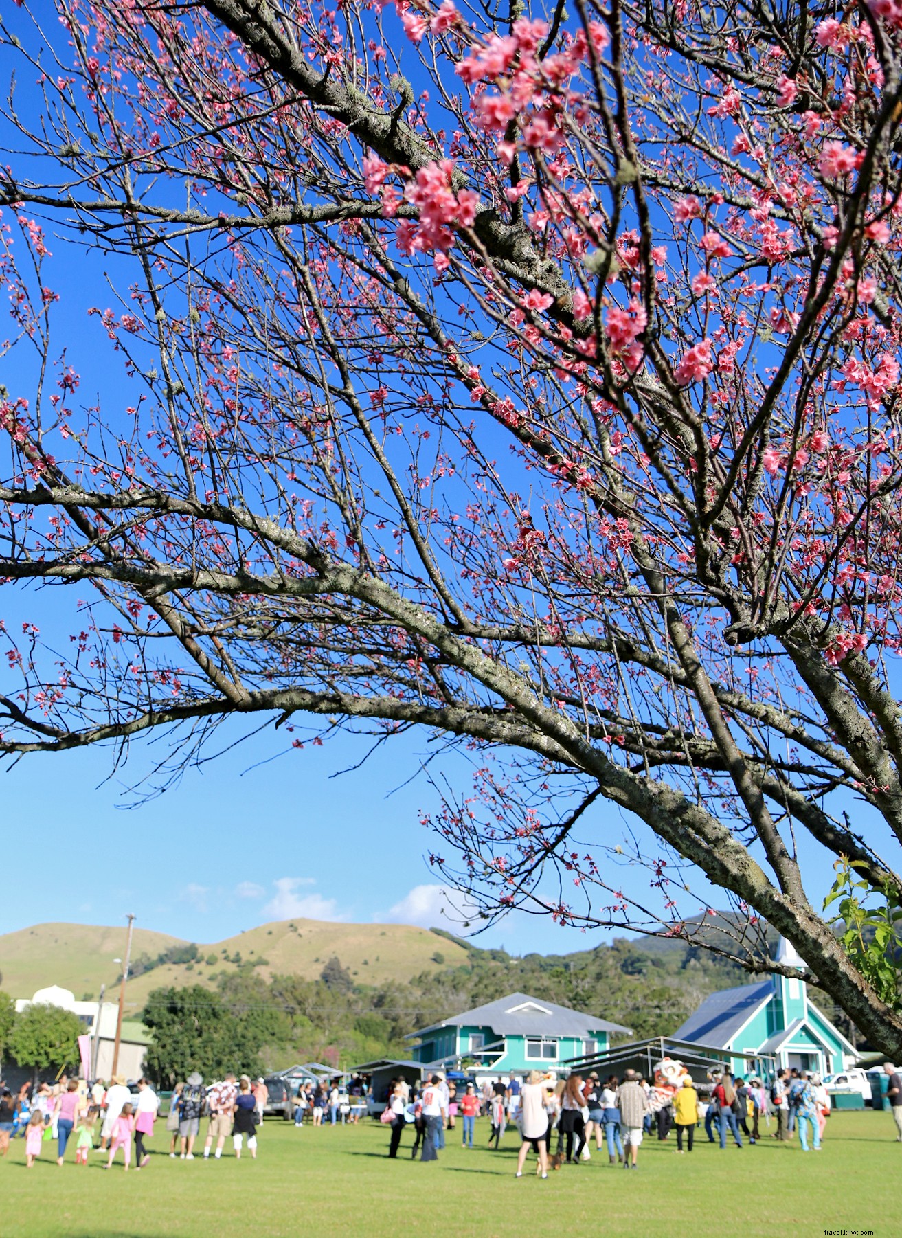 6 Compelling Reasons to Visit Hawaii s Big Island This Season