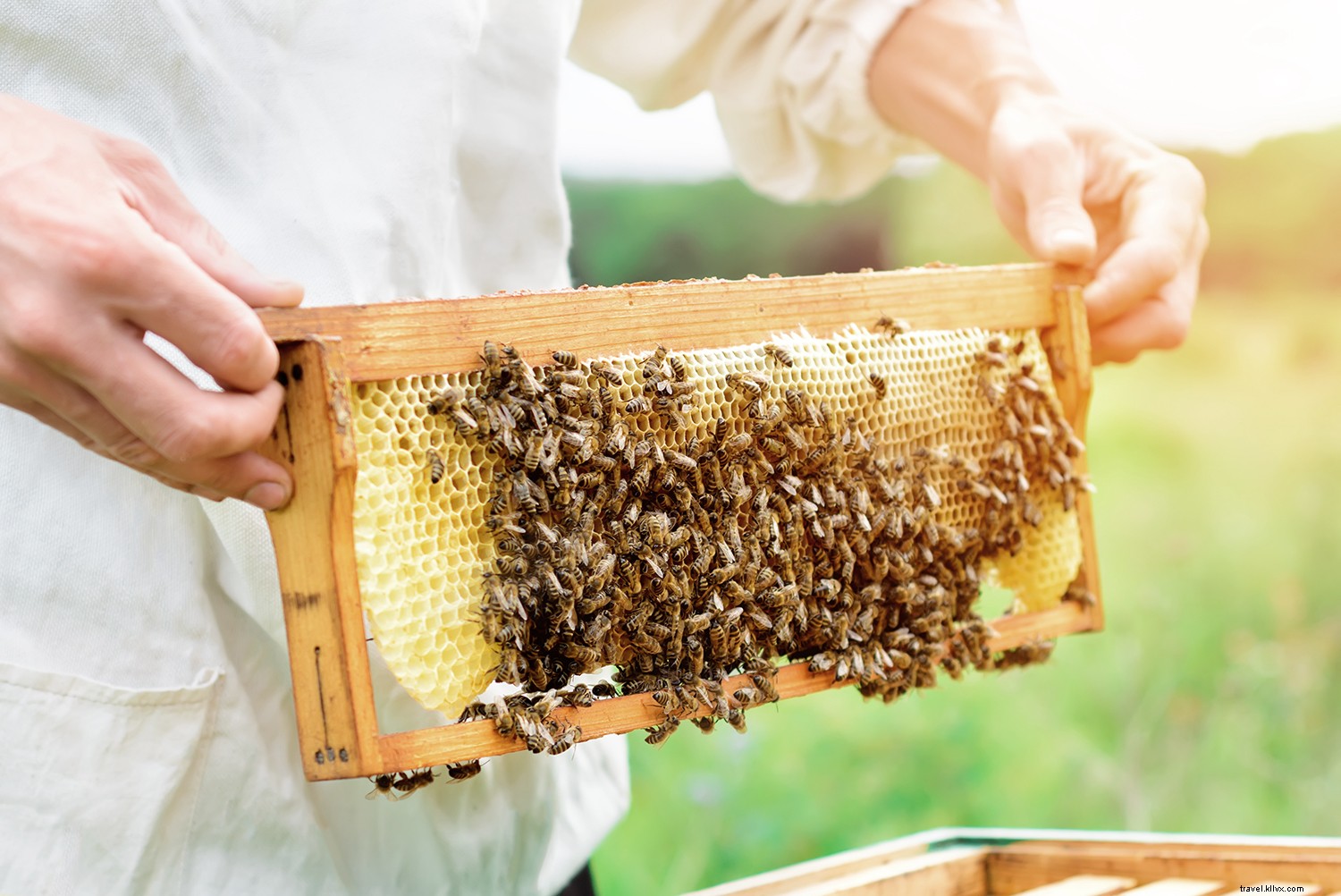 Indulgent Wellness at Sea: Top Mediterranean Experiences on Regent Seven Seas Cruises