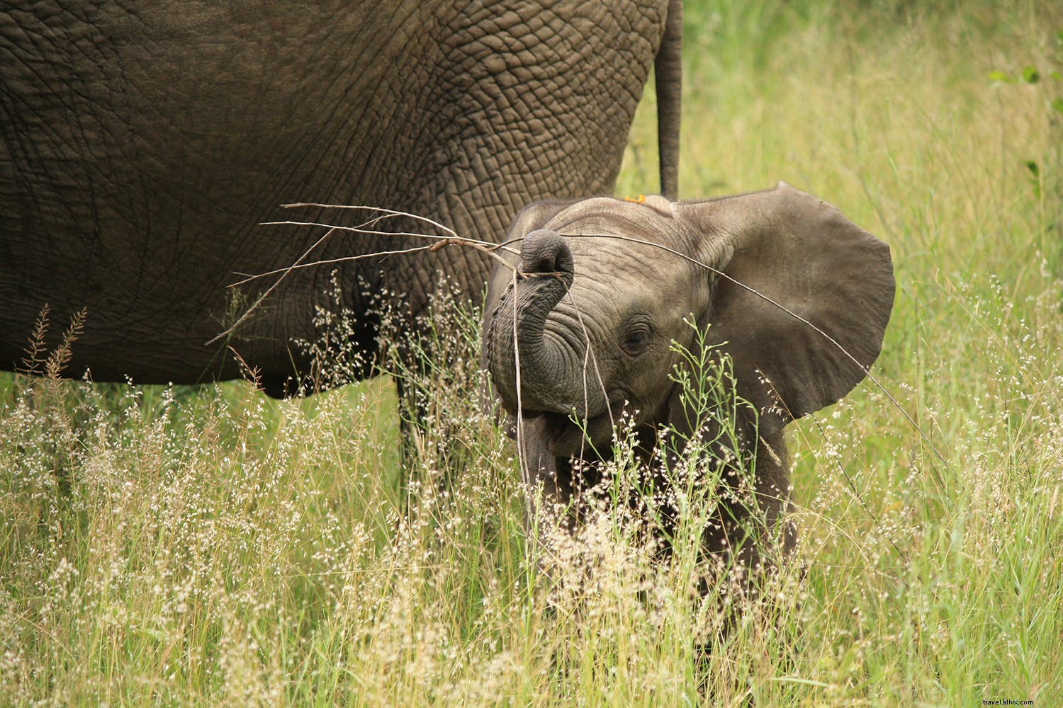 Field Notes: How a Lion World Safari Turned My South Africa Travel Dreams into Reality
