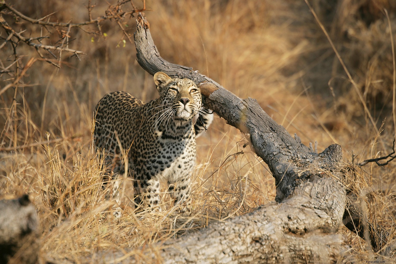 Field Notes: How a Lion World Safari Turned My South Africa Travel Dreams into Reality