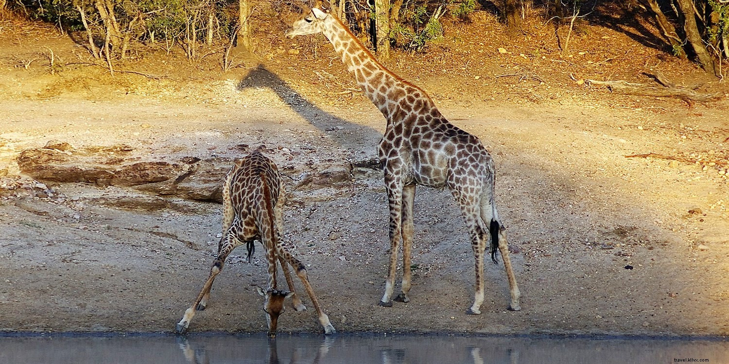Field Notes: How a Lion World Safari Turned My South Africa Travel Dreams into Reality
