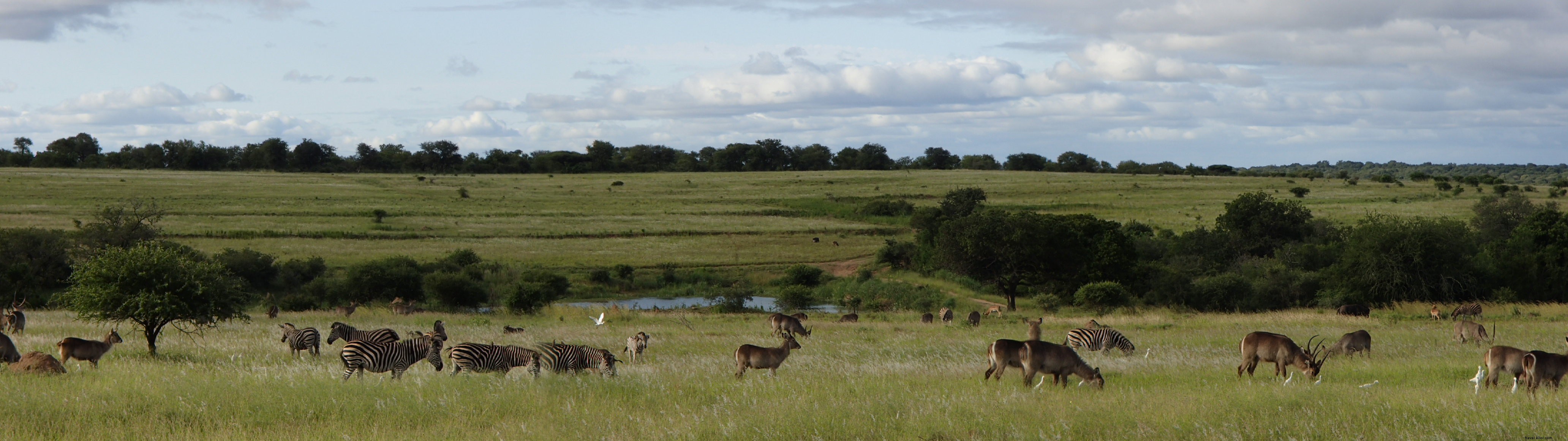 Field Notes: How a Lion World Safari Turned My South Africa Travel Dreams into Reality