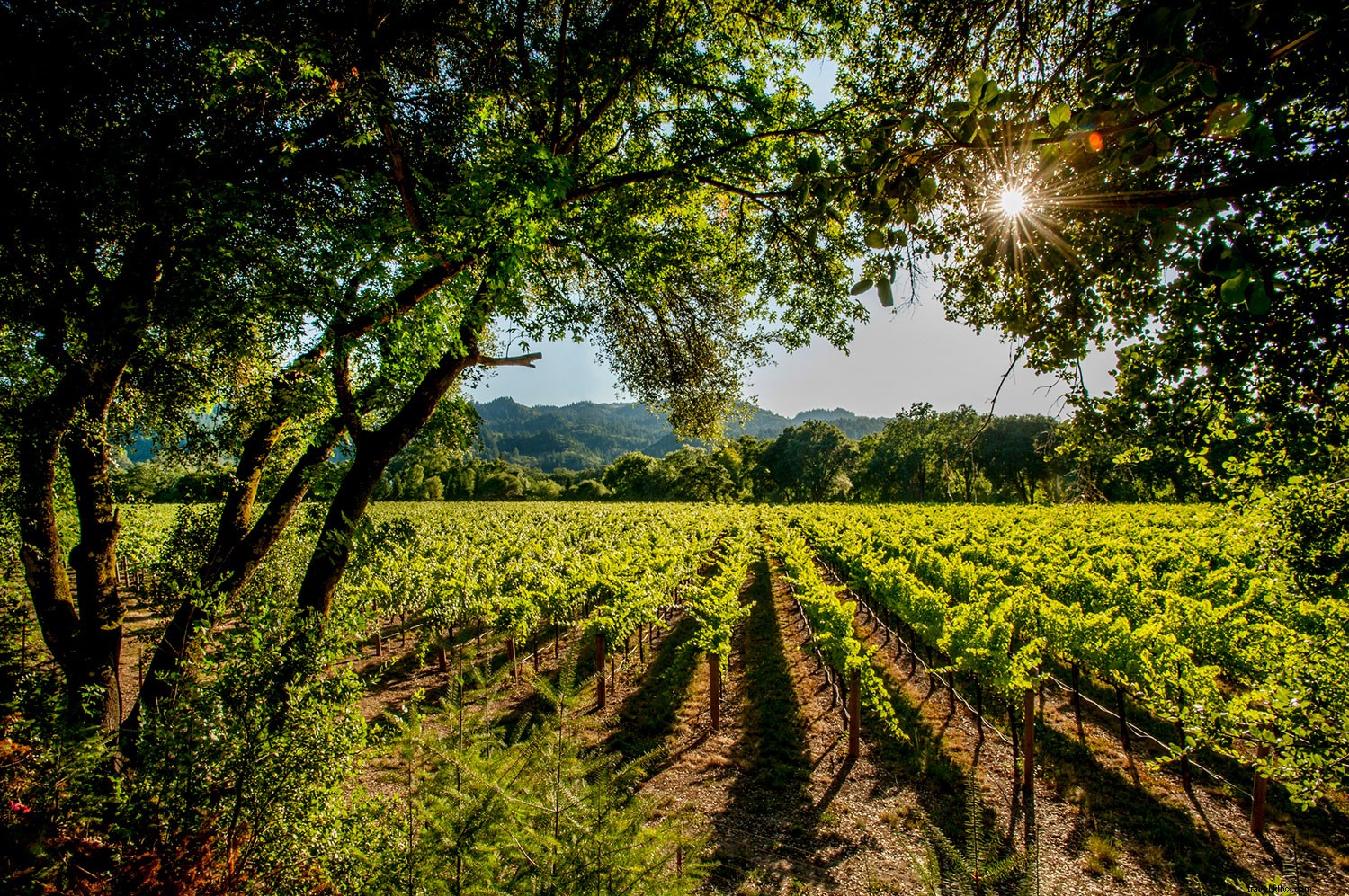 Why California Wine Month is a Must-Visit: Exclusive Deals and Experiences