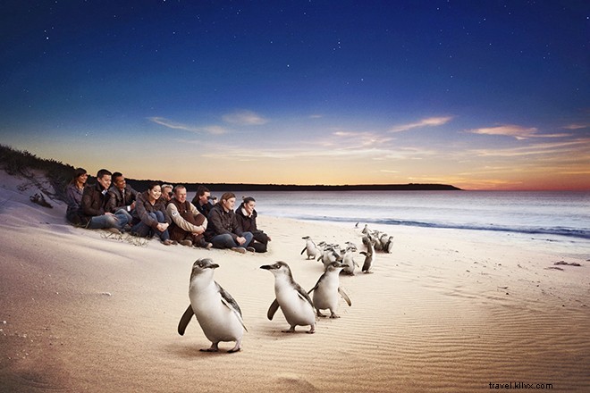 Victoria and Tasmania: Penguin Parades, Culinary Delights, and Wilderness Escapes