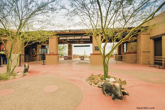 Ultimate A-to-Z Guide to Spring Training in Arizona: Cactus League and Beyond