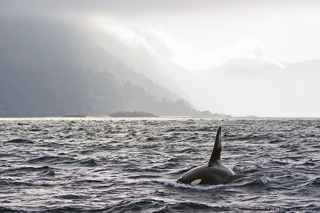 Haida Gwaii: Canada s Galápagos of the North – A Remote Archipelago Paradise