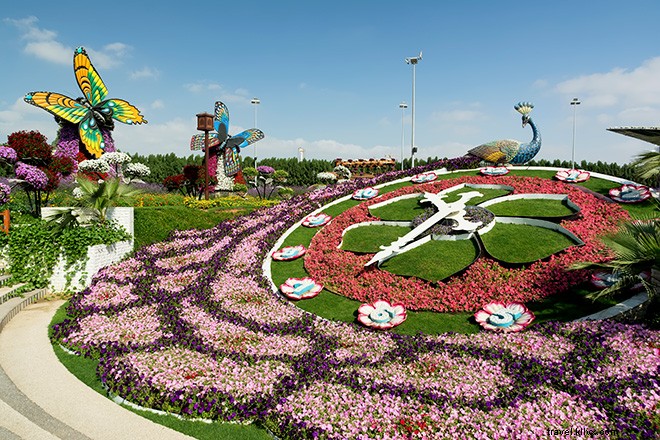 Dubai s Miracle Garden: The World s Largest Natural Flower Garden, Straight Out of Alice in Wonderland