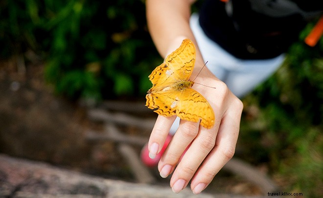 Dubai s Miracle Garden: The World s Largest Natural Flower Garden, Straight Out of Alice in Wonderland