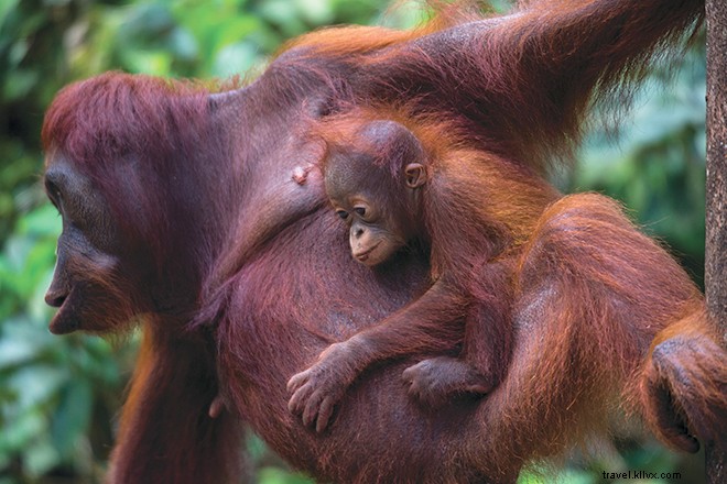 Adventure and Luxury Await: Silversea s Ultimate Far East Cruise Experience