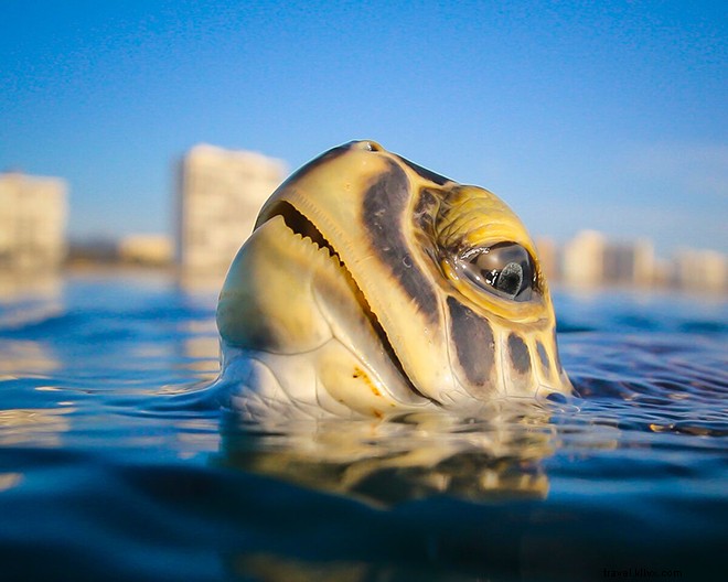 Exclusive Interview: Ben Hicks  Stunning Underwater Photography and Ocean Conservation Passion
