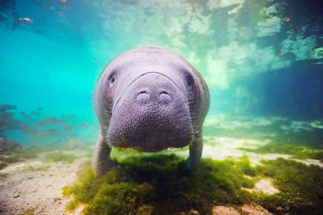 Exclusive Interview: Ben Hicks  Stunning Underwater Photography and Ocean Conservation Passion