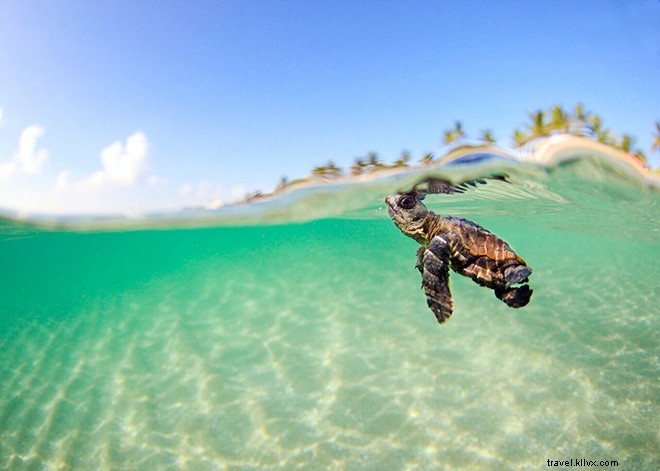 Exclusive Interview: Ben Hicks  Stunning Underwater Photography and Ocean Conservation Passion