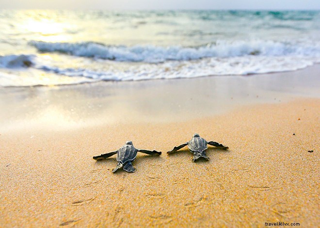 Exclusive Interview: Ben Hicks  Stunning Underwater Photography and Ocean Conservation Passion