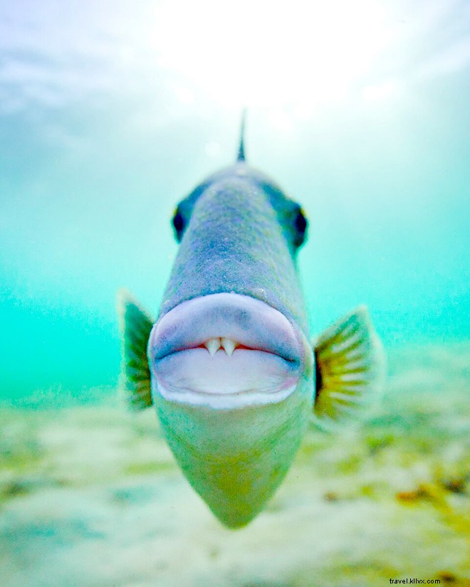 Exclusive Interview: Ben Hicks  Stunning Underwater Photography and Ocean Conservation Passion