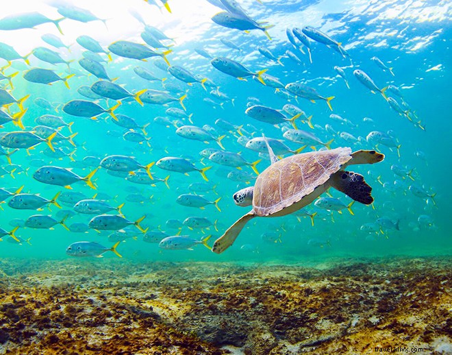 Exclusive Interview: Ben Hicks  Stunning Underwater Photography and Ocean Conservation Passion