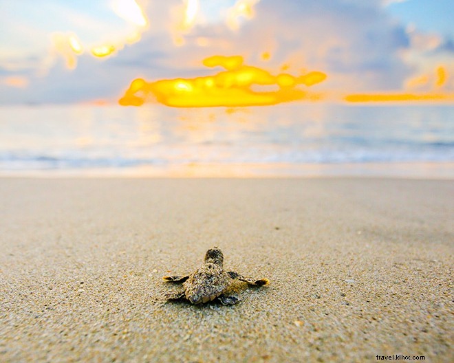 Exclusive Interview: Ben Hicks  Stunning Underwater Photography and Ocean Conservation Passion
