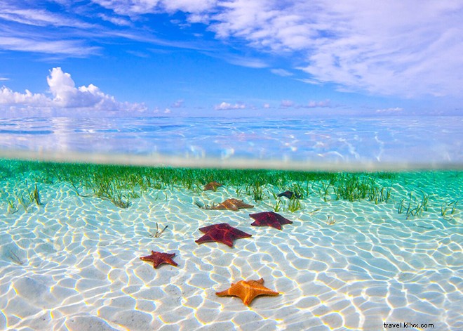 Exclusive Interview: Ben Hicks  Stunning Underwater Photography and Ocean Conservation Passion