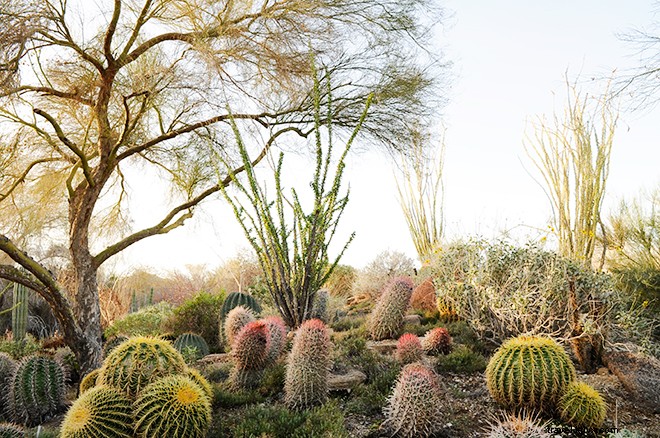 Discover the Unexpected Side of Greater Palm Springs: Hidden Gems and Adventures