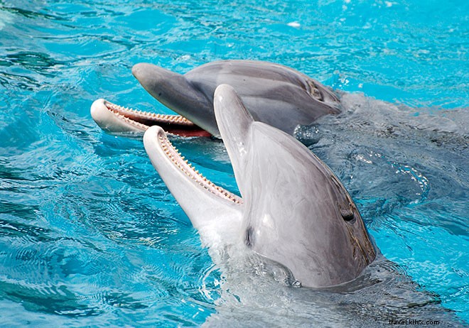 5 Reasons Our Kids Prefer Cruises Over Land Vacations: Our MSC Divina Family Adventure