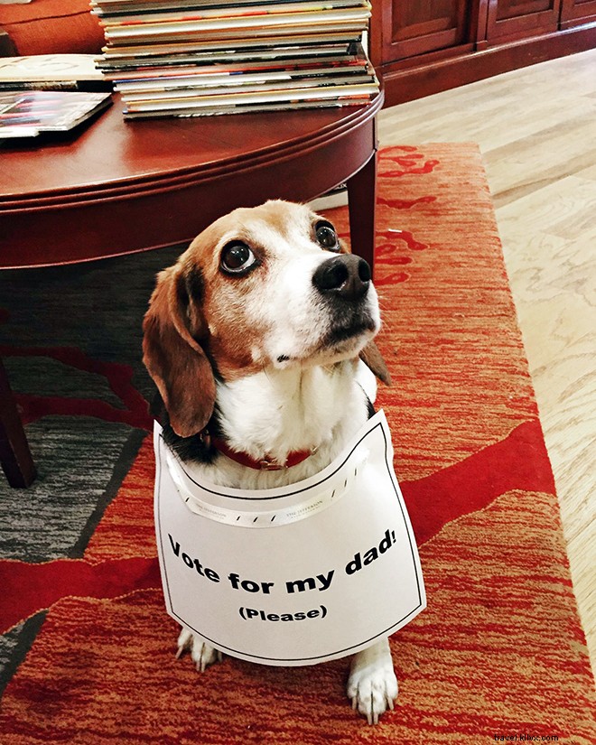 9 Hotels with Official Animal Mascots That Redefine Pet-Friendly Stays