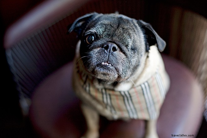 9 Hotels with Official Animal Mascots That Redefine Pet-Friendly Stays