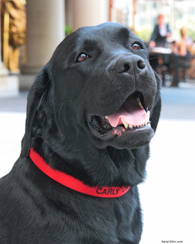 9 Hotels with Official Animal Mascots That Redefine Pet-Friendly Stays