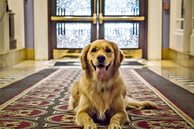 9 Hotels with Official Animal Mascots That Redefine Pet-Friendly Stays