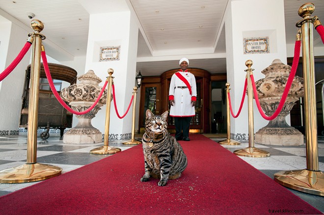 9 Hotels with Official Animal Mascots That Redefine Pet-Friendly Stays