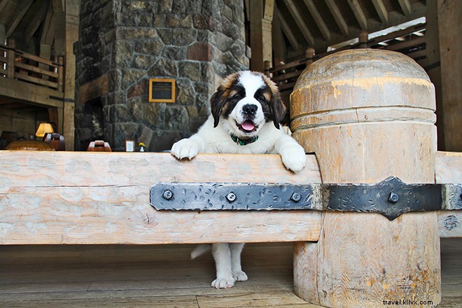 9 Hotels with Official Animal Mascots That Redefine Pet-Friendly Stays