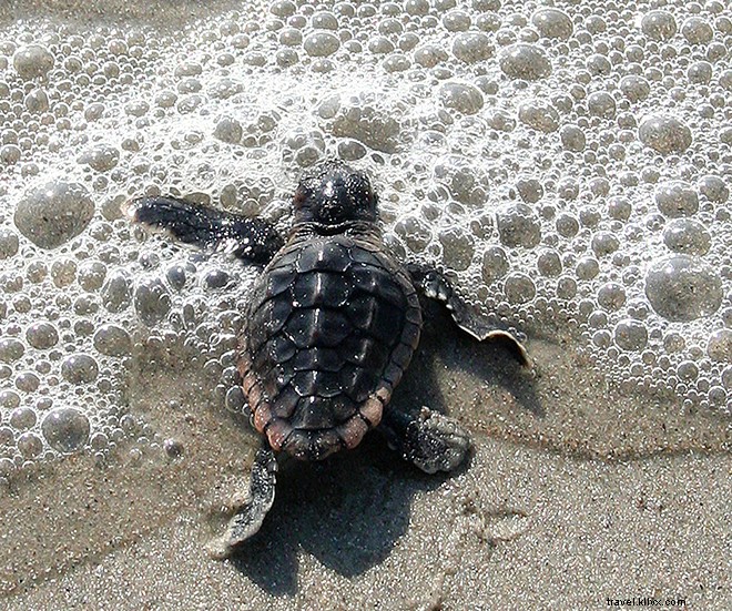 Florida s Space Coast: Rocket Launches, Stunning Beaches, and Cosmic Adventures