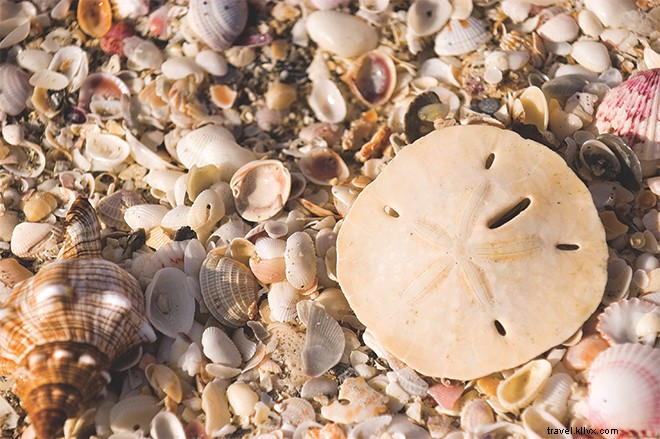 Why Fort Myers & Sanibel Are Top Choices for Your Summer Family Vacation