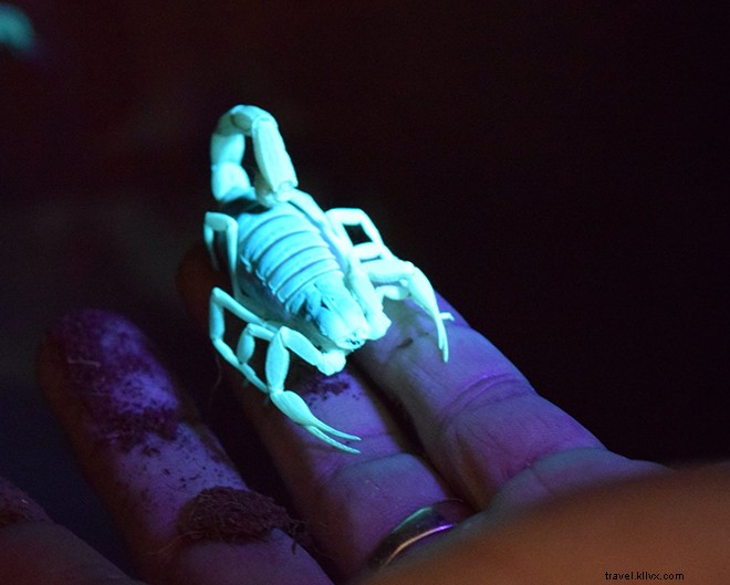 10 Reasons to Unleash Your Inner Cowboy at The Ritz-Carlton Dove Mountain