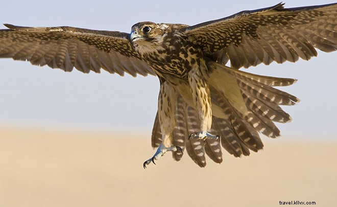 Transform Your Qatar Airways Layover: Top Ways to Turn a Doha Stopover into a Bonus Vacation