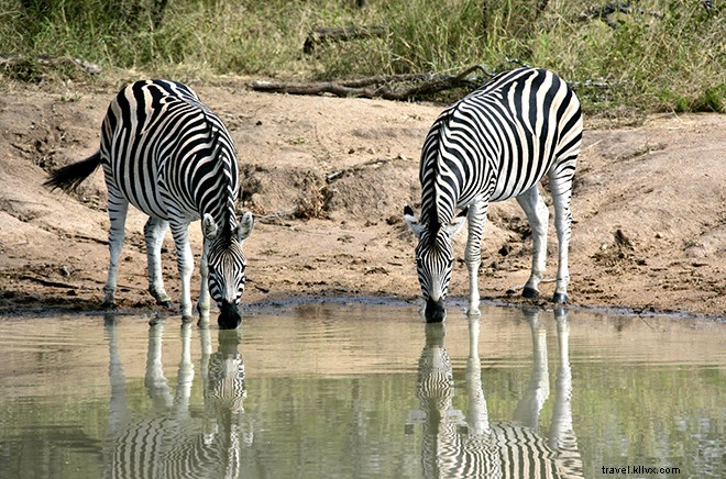 13 Unmissable Experiences in South Africa: Safari, Cape Town & Beyond