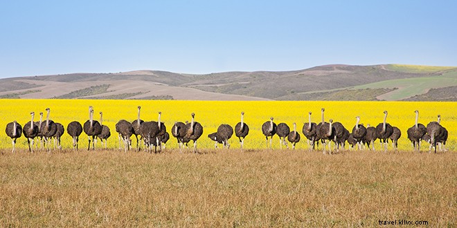 13 Unmissable Experiences in South Africa: Safari, Cape Town & Beyond