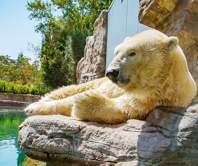 San Diego Beyond the Beaches: Craft Beer Trails, Balboa Park, and 12 Must-See Attractions