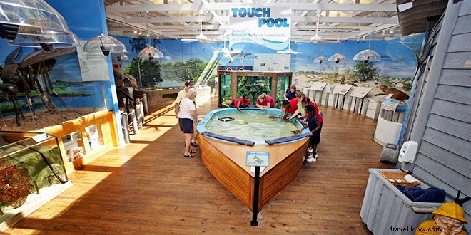 Top 10 Things to Do in Daytona Beach: Iconic Beaches, NASCAR Thrills, Manatees & More