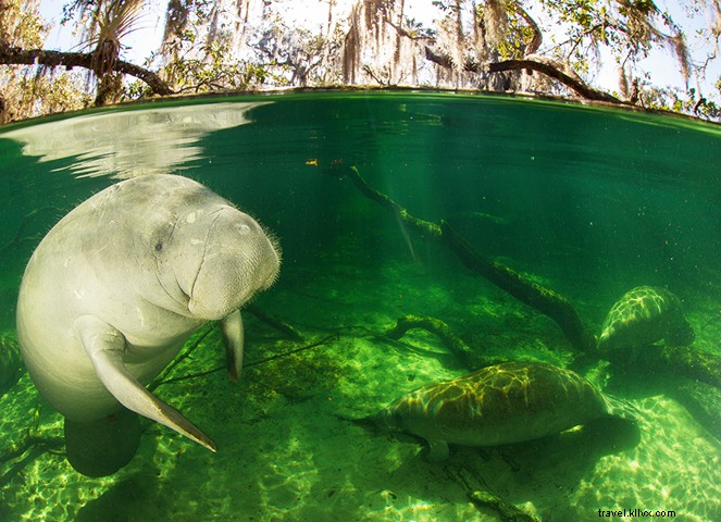 Top 10 Things to Do in Daytona Beach: Iconic Beaches, NASCAR Thrills, Manatees & More