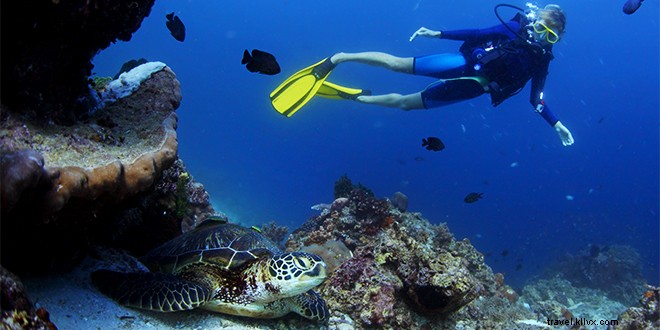 Top 10 Things to Do in Daytona Beach: Iconic Beaches, NASCAR Thrills, Manatees & More