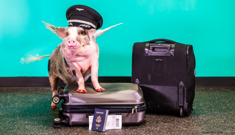 Meet LiLou: San Francisco International Airport s First Therapy Pig Delighting Travelers